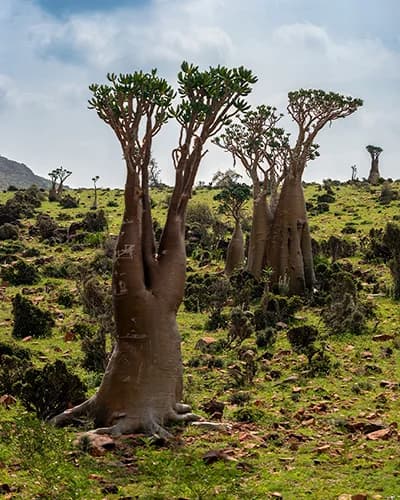 Остров Сокотра